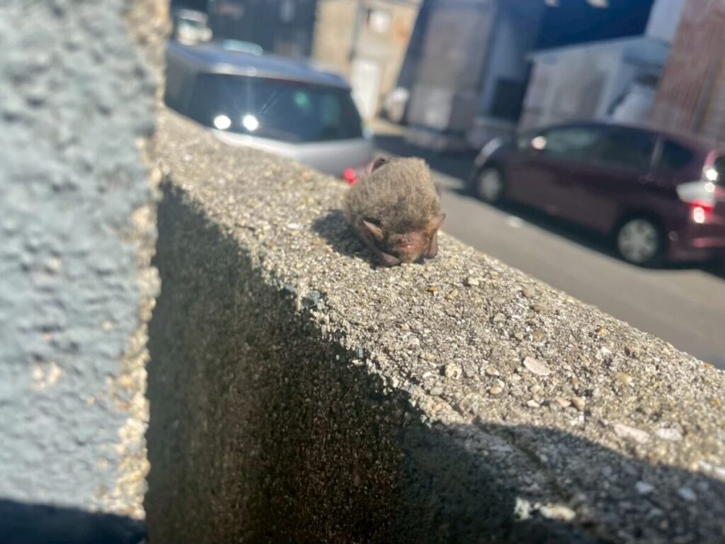 コウモリ季節性の対策