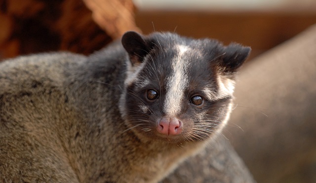 ハクビシンの解説