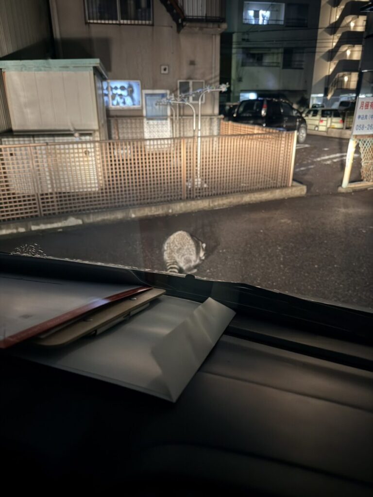 岐阜市住宅街にアライグマ