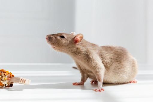 ハツカネズミの被害ブログ