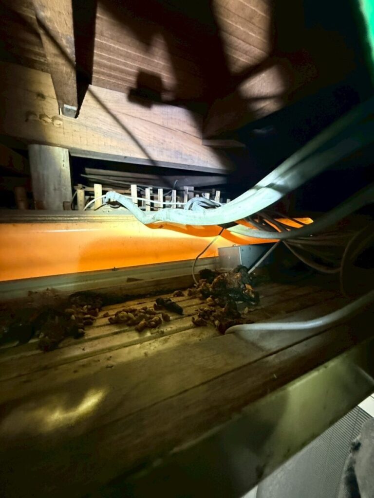 施工前:岐阜市 イタチ被害 イタチ糞