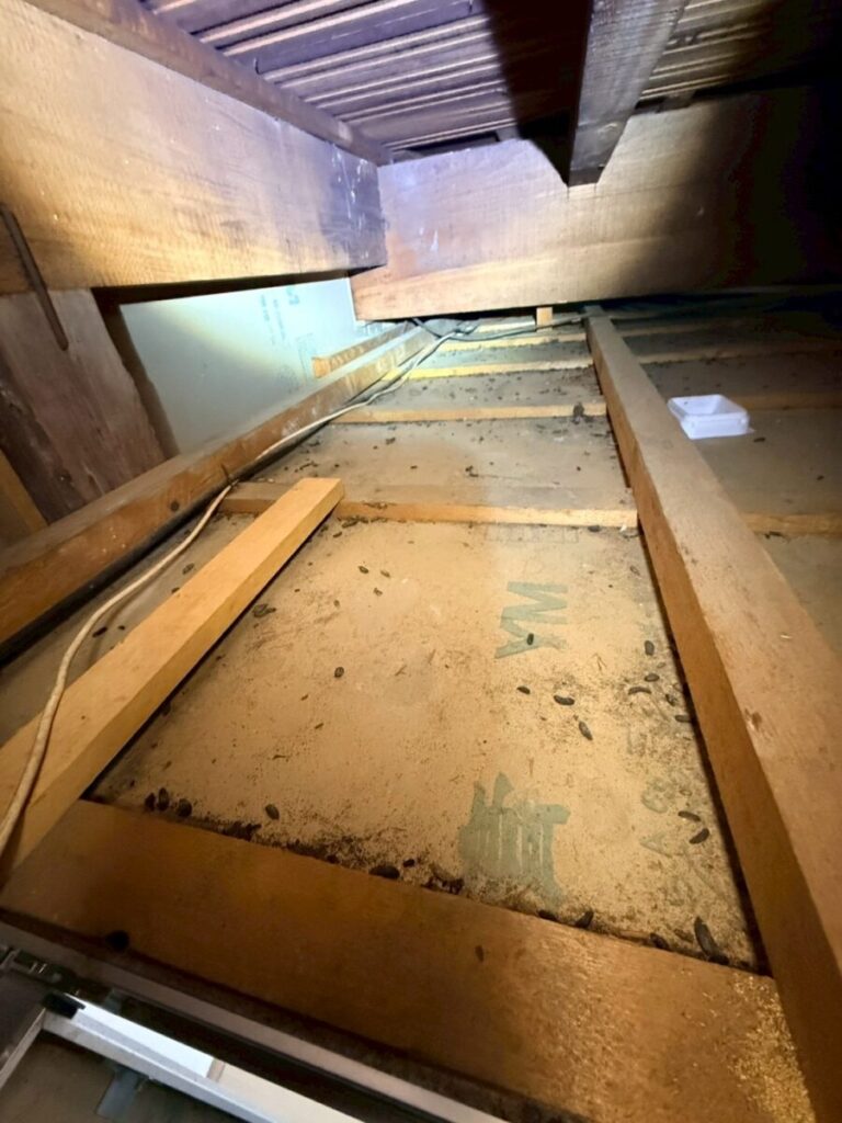 岐阜市ネズミ被害糞