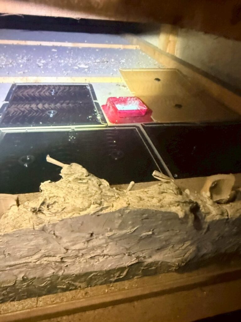 岐阜市ネズミ毒餌、粘着シート