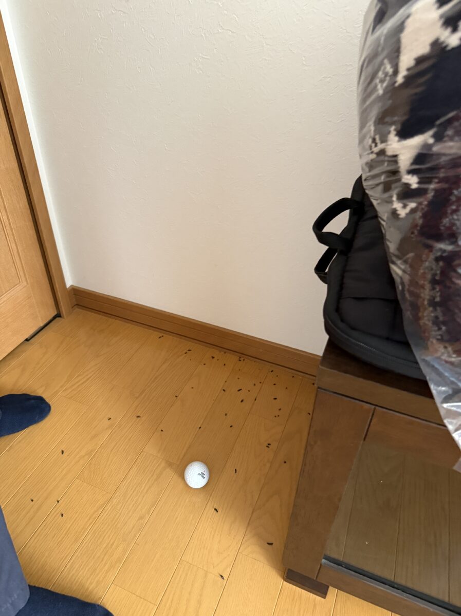 羽島市コウモリ糞被害