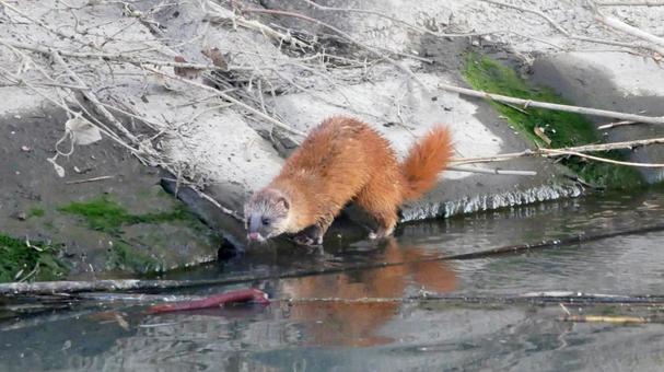 岐阜 イタチ対策
