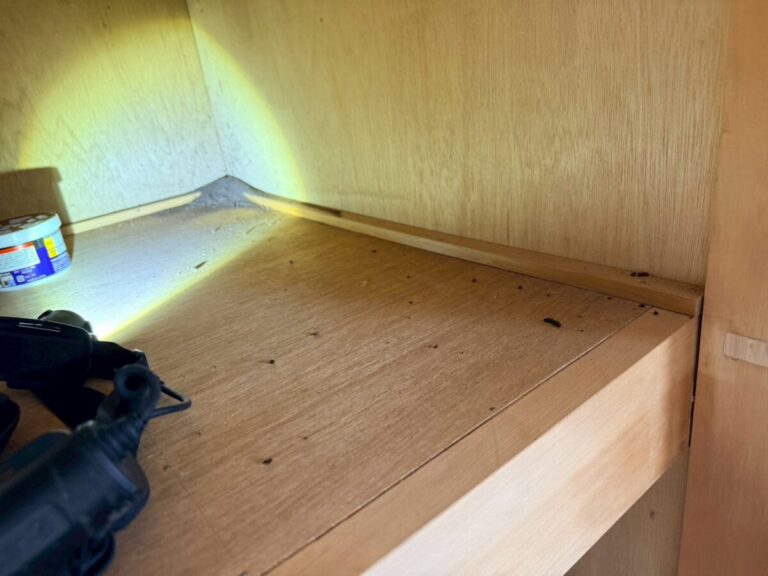 岐阜市コウモリ糞被害