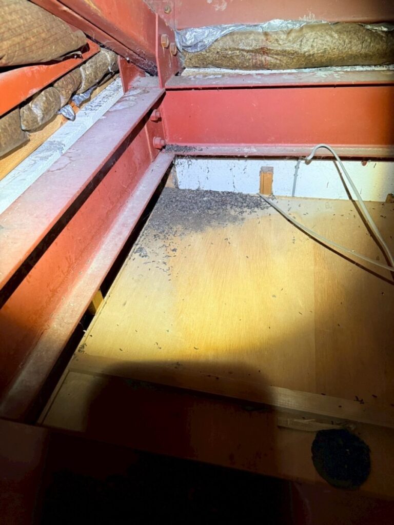 岐阜市コウモリ糞被害