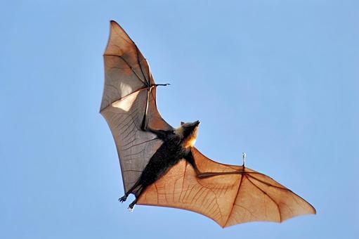 岐阜コウモリ価格解説