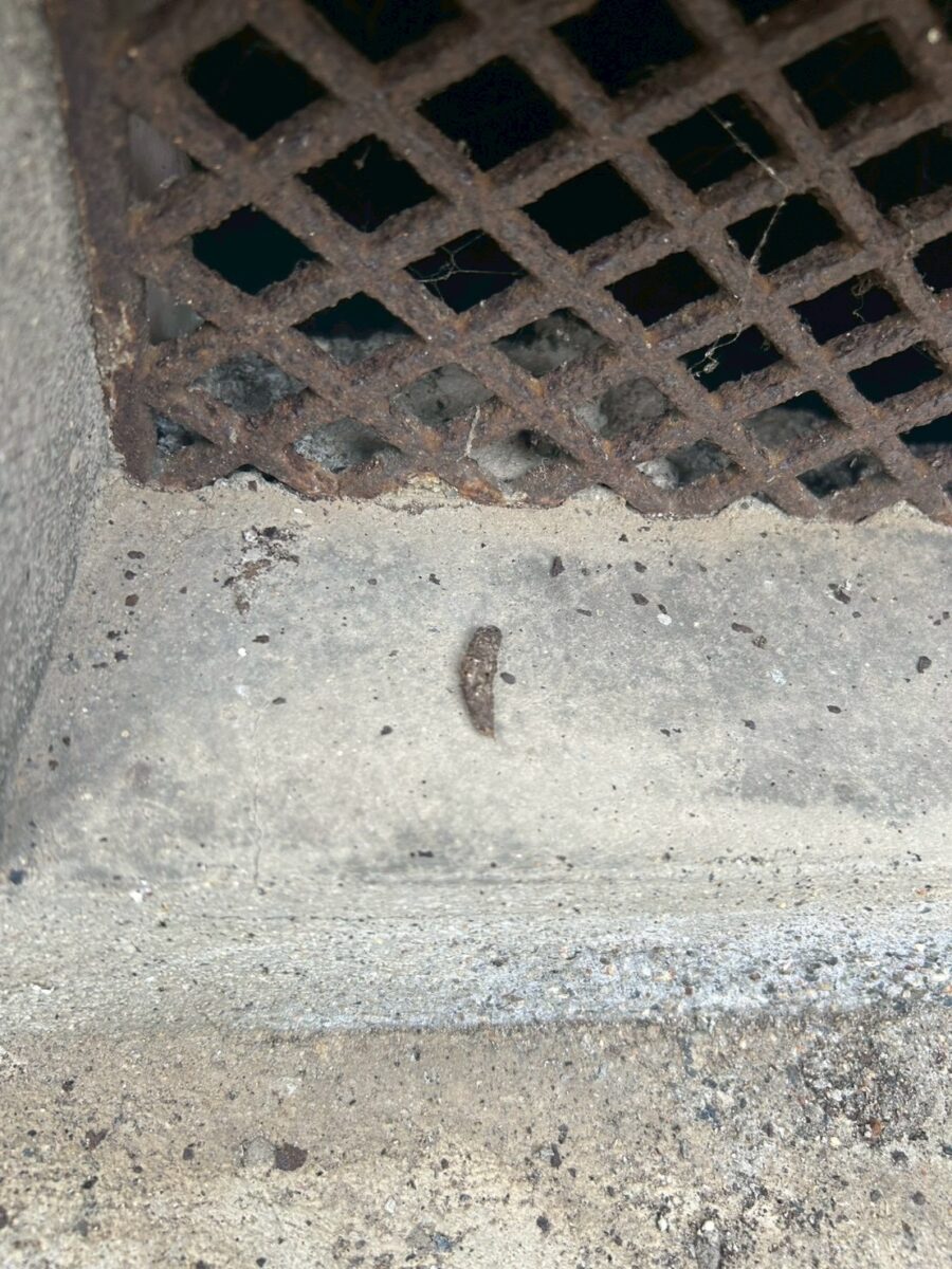 岐阜県関市ネズミ糞