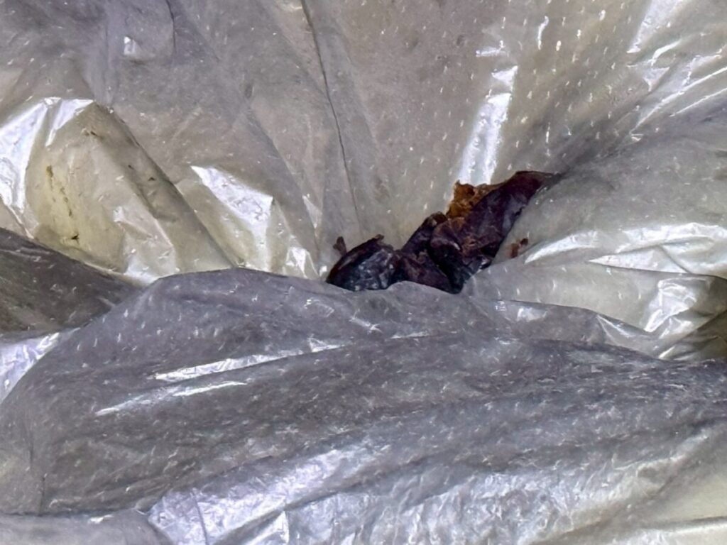 岐阜県羽島市イタチ糞