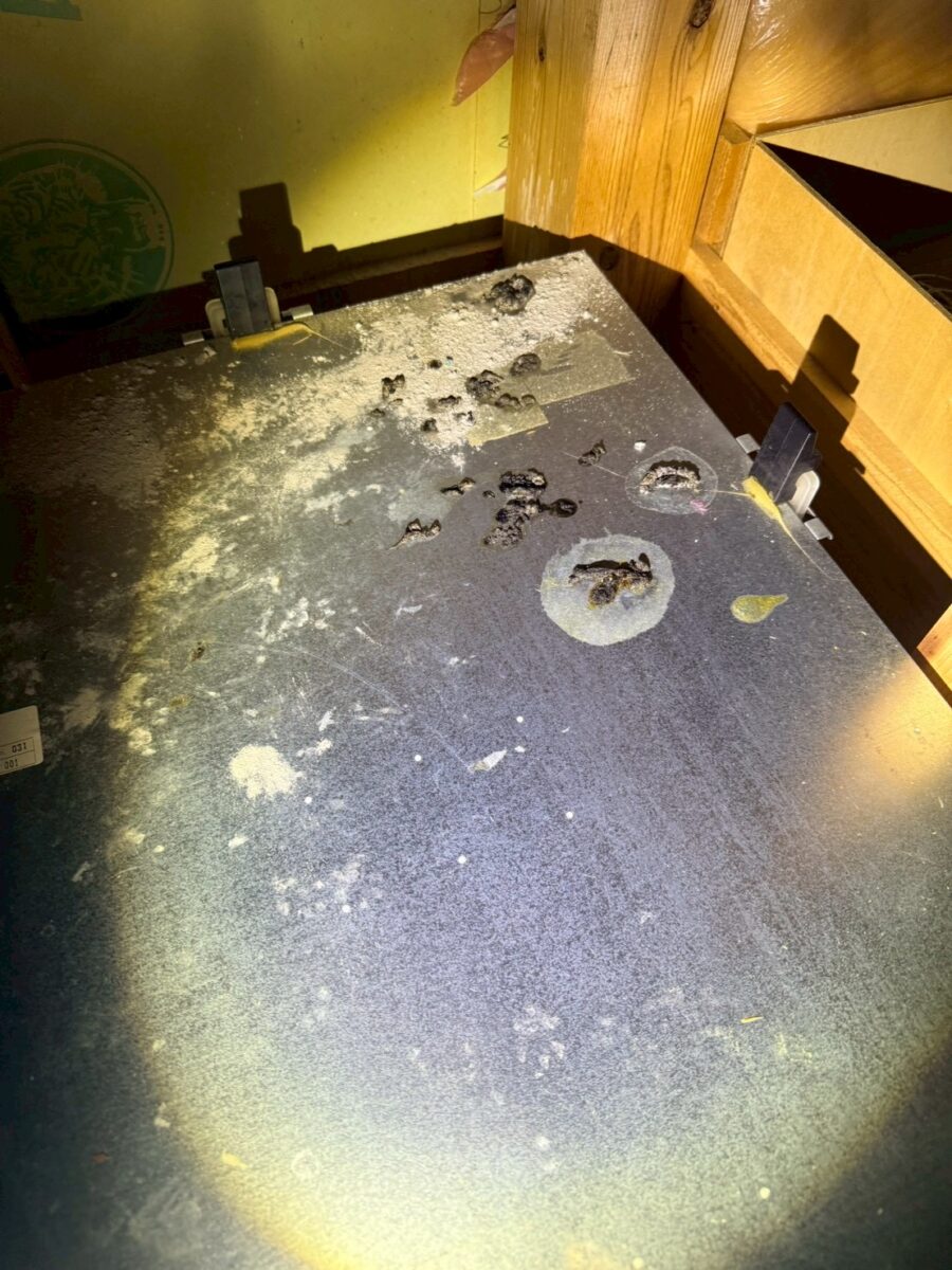 岐阜県養老郡イタチ糞