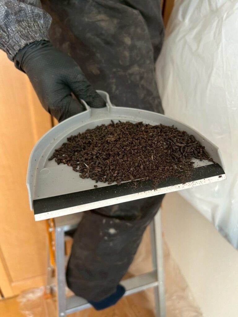 岐阜 コウモリ 糞