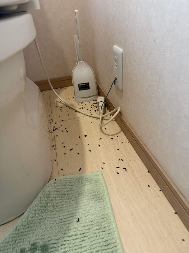岐阜　コウモリ　糞被害