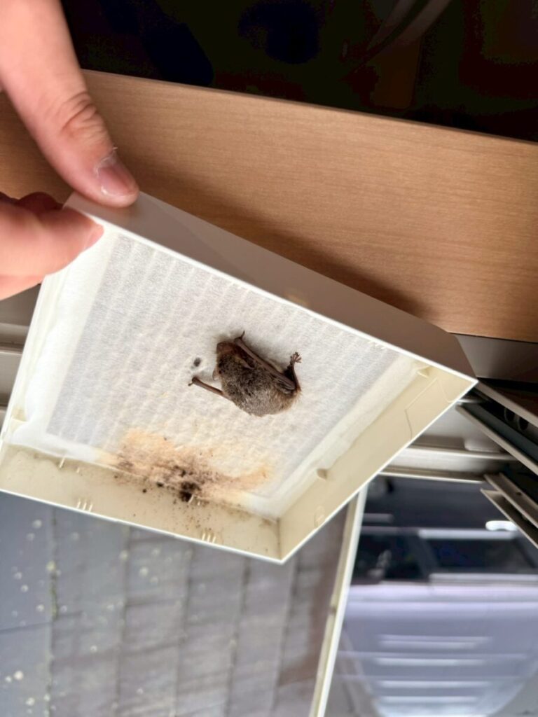施工後：岐阜　コウモリ被害