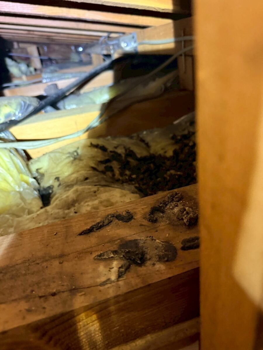岐阜　イタチ糞被害