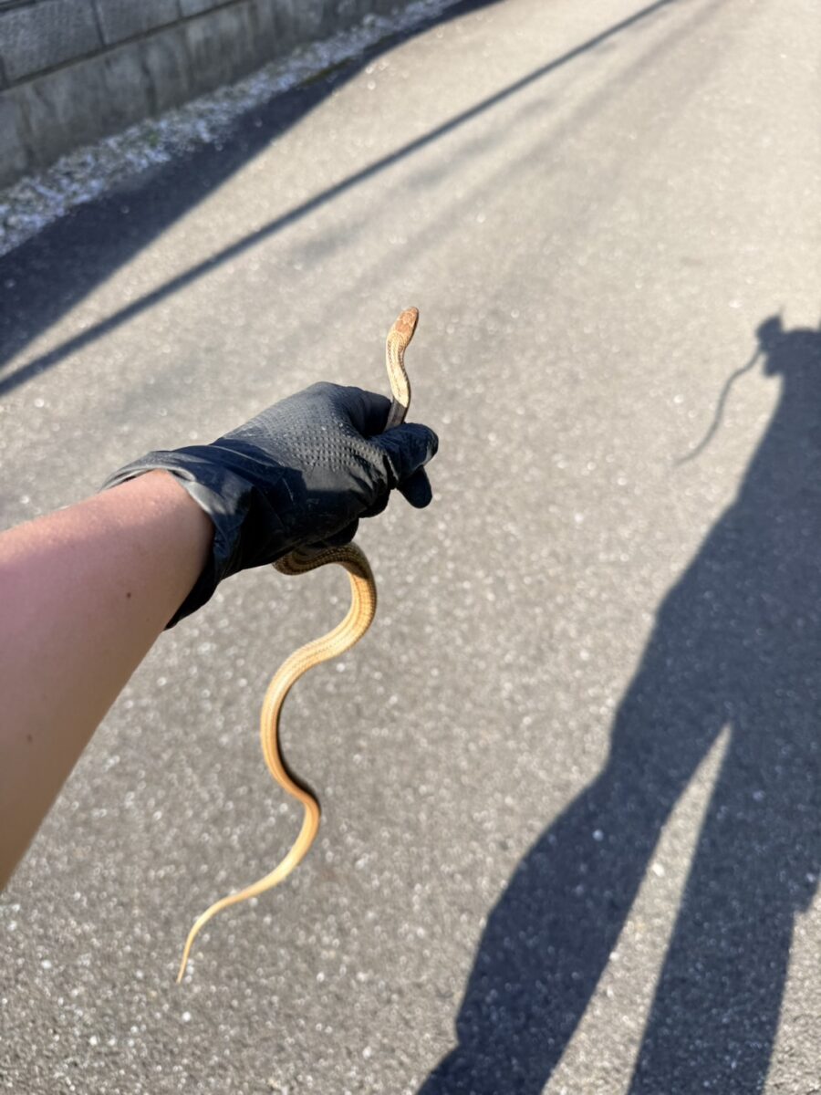 岐阜　蛇　ネズミ対策