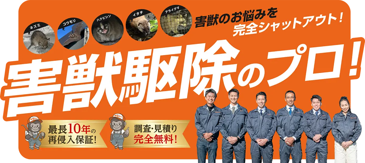 害獣のお悩みを完全シャットアウト！害獣駆除のプロ！ネズミ、コウモリ、ハクビシン、イタチ、アライグマ　最長10年の再侵入保証！調査・見積り完全無料！