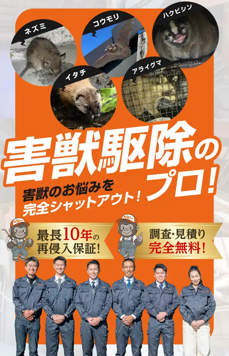 害獣のお悩みを完全シャットアウト！害獣駆除のプロ！ネズミ、コウモリ、ハクビシン、イタチ、アライグマ　最長10年の再侵入保証！調査・見積り完全無料！