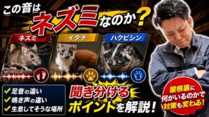 岐阜　天井裏の足音　ネズミ・イタチ・アライグマ・ハクビシン