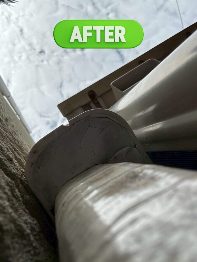 関市K様|アライグマ_捕獲前個体