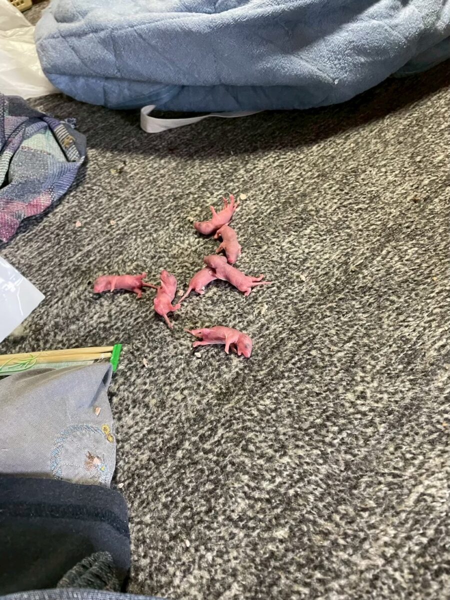 ネズミ被害