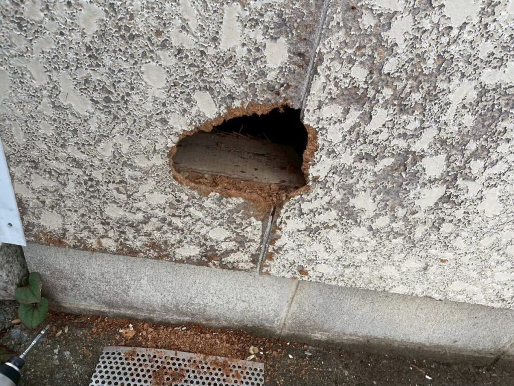 三重県四日市市アライグマ被害　侵入口