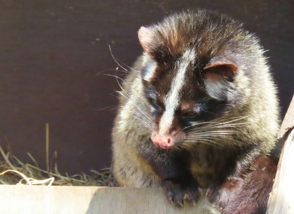 鳥獣保護管理法とは?害獣駆除の前に知っておきたい基礎知識【町田市・相模原市】