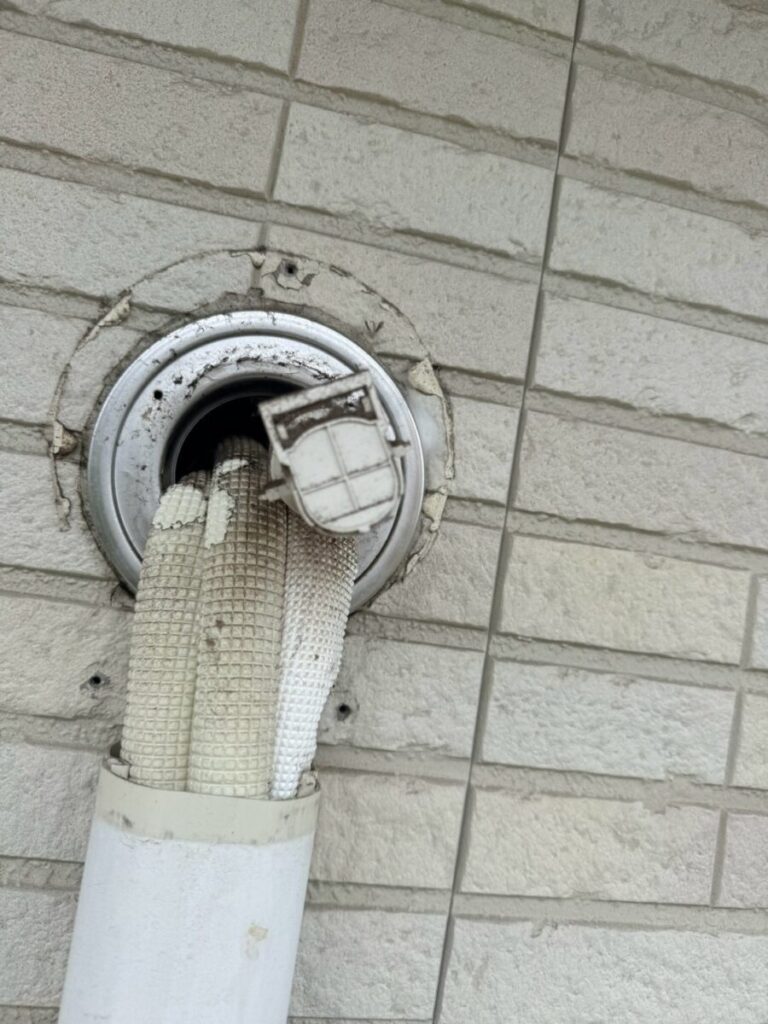 石川県野々市市コウモリ駆除