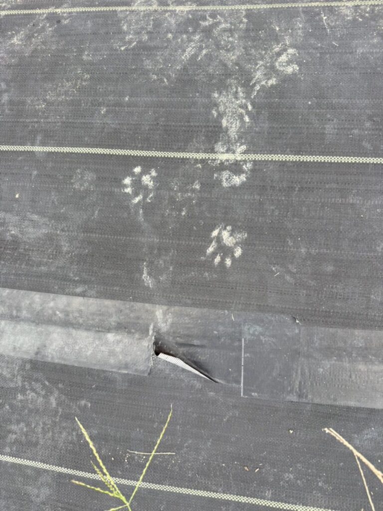 滋賀県彦根市ネズミ、ハクビシン駆除
