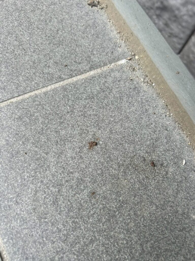 三重県津市コウモリ駆除