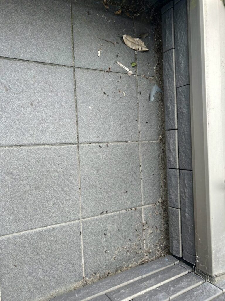 三重県津市コウモリ駆除