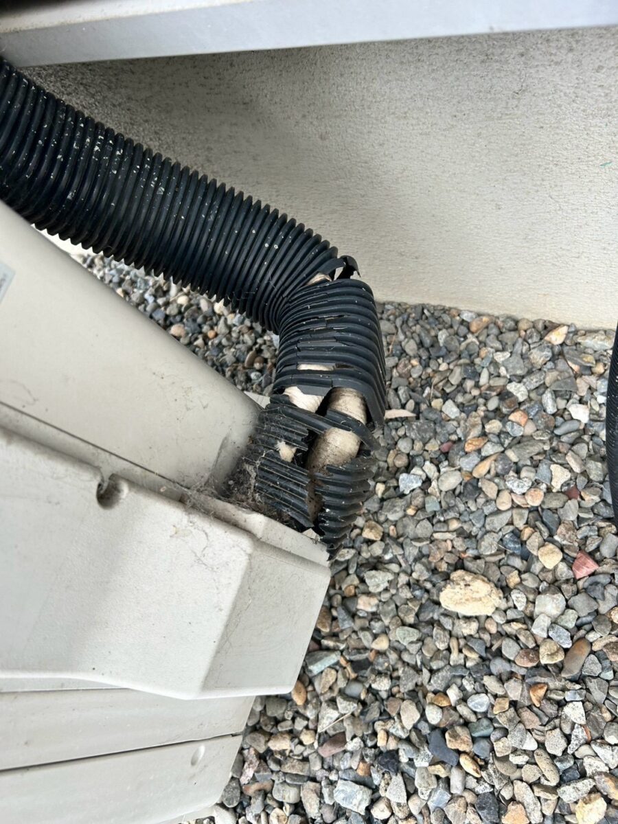 三重県津市コウモリ駆除