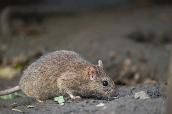 ネズミがいるサインと駆除方法とは?町田市で被害に悩んだ際の相談先も紹介